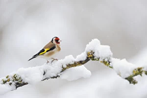 Images Dated 3rd April 2012: Goldfinch (Carduelis carduelis) perched on a snow covered branch, Perthshire, Scotland