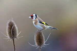 Germany Gallery: Goldfinch (Carduelis carduelis) perched on Teasel (Dipsacus sp.) seedhead in winter, Germany