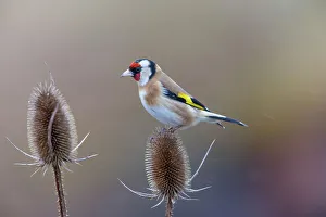 Dipsacaceae Prints: Goldfinch (Carduelis carduelis) perched on Teasel (Dipsacus sp)