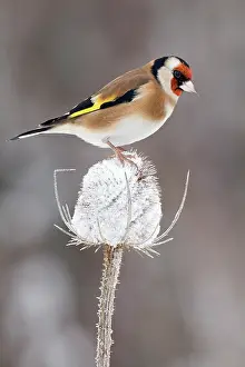 Songbirds Prints: Goldfinch (Carduelis carduelis) perched on Teasel seed head in frost, December, UK