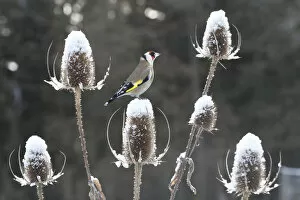 Goldfinch (Carduelis carduelis) perched on teazel seedhead (Dipsacus sp) in winter