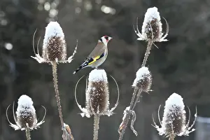 Finches Prints: Goldfinch (Carduelis carduelis) perched on teazel seedhead (Dipsacus sp) in winter