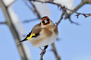 Goldfinch (Carduelis carduelis) perched on twig in garden hedge in winter, Scottish Borders, Scotland, December
