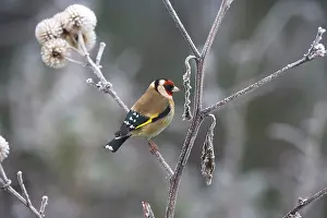 Songbirds Prints: Goldfinch (Carduelis carduelis) perched in winter, UK