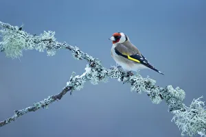 Goldfinch (Carduelis carduelis) perching on lichen covered branch, Glenfeshie, Scotland