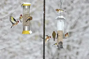 Carduelinae Prints: Goldfinches (carduelis carduelis) and Greenfinches (chloris chloris) feeding on garden bird feeders in winter