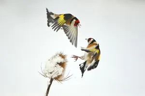 Two Goldfinches (Carduelis carduelis) squabbling over Common teasel (Dipsacus fullonum)
