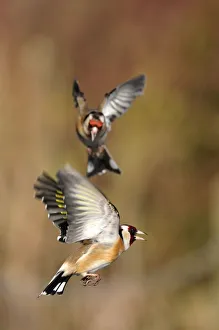 Goldfinches (Carduelis carduelis) squabbling near seed feeder, Berwickshire, Scotland