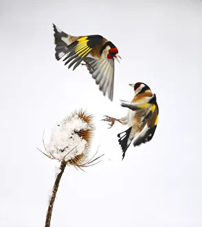 Goldfinches (Carduelis carduelis) squabbling over teasel seeds in winter. Hope Farm RSPB reserve
