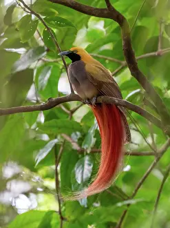 Papua New Guinea Prints: Goldie's bird-of-paradise (Paradisaea decora) male displaying