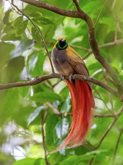 Papua New Guinea Prints: Goldie's bird-of-paradise (Paradisaea decora) male displaying