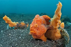 Alien Appearance Gallery: Golf-ball sized Painted frogfish (Antennarius pictus) waits to ambush prey disguised