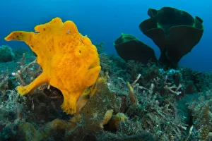 Waiting Prints: Golf-ball sized Painted frogfish (Antennarius pictus) waiting to ambush prey disguised