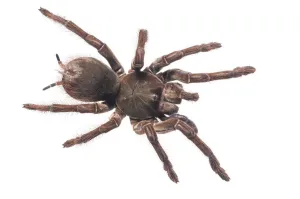 Goliath birdeater (Theraphosa blondi) Kanuku Mountains, Guyana. Meetyourneighbours