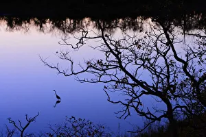 Goliath heron (Ardea goliath) near Mopani Dam at dusk, Kruger National Park, Transvaal