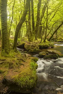 Cornwall Gallery: Golitha Falls, River Fowey flowing through wooded valley with moss covered trees