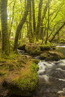 Golitha Falls, River Fowey flowing through wooded valley with moss covered trees