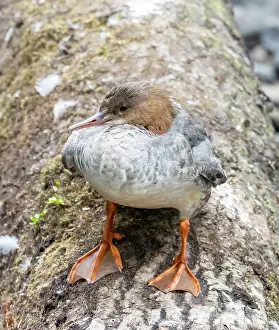 Mergus Prints: Goosander (Mergus merganser) female