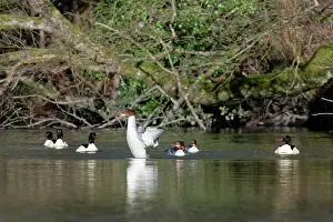 Mergus Prints: Goosander (Mergus merganser) female