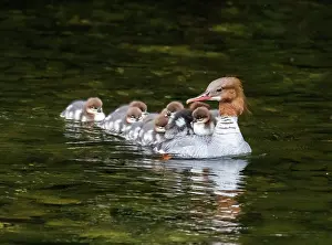 Mergus Prints: Goosander (Mergus merganser) female with a brood of ducklings riding on her back