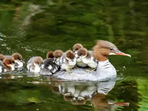Mergus Prints: Goosander (Mergus merganser) female with a brood of ducklings riding on her back