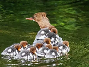 Mergus Prints: Goosander (Mergus merganser) female with a brood of ducklings riding on her back