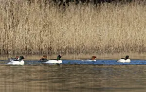Mergus Prints: Goosanders (Mergus merganser) courting group of three drakes and three ducks swimming on a woodland pond