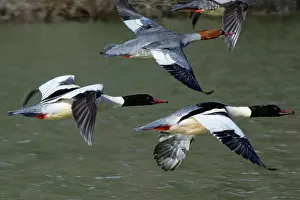 Mergus Prints: Four Goosanders (Mergus merganser) drakes and females