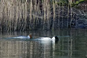 Reedbed Prints: Goosanders (Mergus merganser) pair peering down underwater in search of fish as they swim on a woodland pond