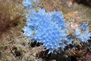 Spike Prints: Goosebump sponge (Dysidea fragilis) on a rock, Tenerife, Canary Islands, Atlantic Ocean