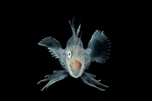 Deep Sea Prints: Goosefish (Lophius sp.) larval stage