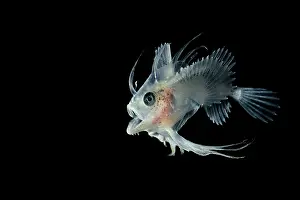 Deep Sea Prints: Goosefish (Lophius sp.) larval stage
