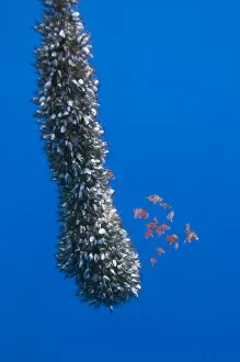 Images Dated 24th June 2009: Gooseneck barnacles on a drifting rope and a small shoal of Boarfish (Capros aper) seeking shelter