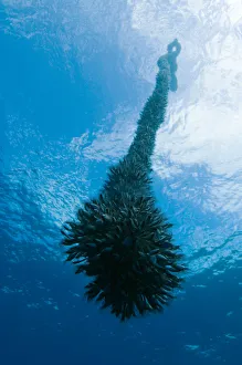 Magnus Lundgren Prints: Gooseneck barnacles (Lepas anatifera) on a drifting rope, Pico, Azores, Portugal