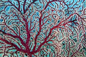 Anthozoans Gallery: Gorgonian coral (Gorganacea) with polyps extended for feeding, Savusavu, Fiji
