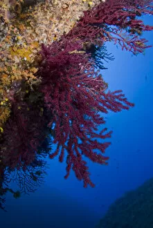Gorgonian coral (Paramuricea clavata) on rock face covered with Yellow encrusting anemones