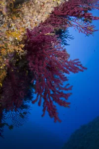 Cnidarians Prints: Gorgonian coral (Paramuricea clavata) on rock face covered with Yellow encrusting anemones