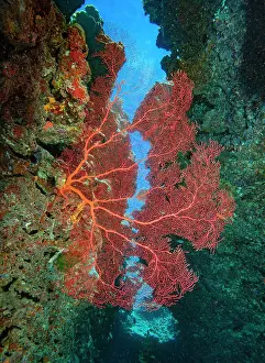 Subergorgiidae Prints: Gorgonian coral sea fan (Annella sp)