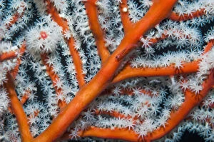 Gorgonian / Fan coral (Solenocaulon akalyx), close up, West Papua, Indonesia