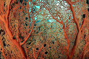 Detailed Prints: Gorgonian sea fan (Alcyonacea) colony seen against the nutrient-rich