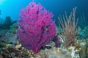 Purple Collection: Gorgonian sea fans (Acalycigorgia sp) on coral reef at Raja Ampat, West Papua, Indonesia