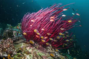 Perciformes Gallery: Gorgonian / Sea whip coral (Ellisella ceratophyta) with Ring tailed cardinalfish