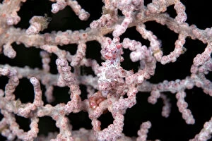 Gorgonian seahorse (Hippocampus bargibanti) camouflaged in Gorgonian, Lembeh Strait
