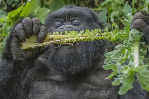 Gorilla Gorilla Beringei Prints: Gorilla (Gorilla beringei beringei) sub adult male feeding on vegetation, close up
