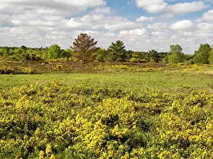 Gorses Prints: Gorse (Ulex europaeus) in flower across heathland, Kelling Heath, North Norfolk, UK. May