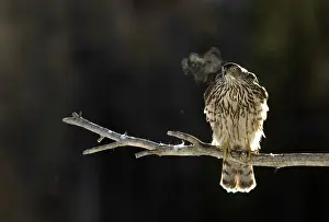 Goshawk Prints: Goshawk (Accipiter gentilis) perched on branch