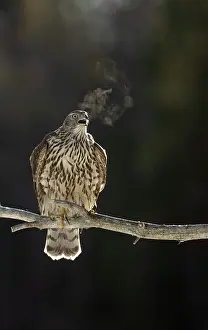 Goshawk Prints: Goshawk (Accipiter gentilis) perched on branch