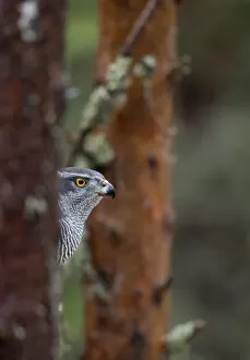 Danny Green Gallery: Goshawk (Accipiter gentilis) perched in a tree, Norway, January