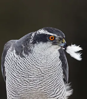 Accipitriformes Prints: Goshawk (Accipiter gentilis) plucking a Willow Grouse (Lagopus lagopus) Liminka, Finland