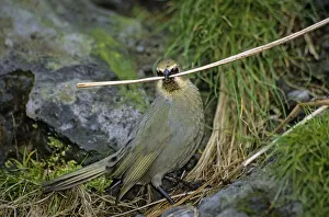 Gough Island bunting (Rowettia goughensis) gathering nesting material. Gough Island